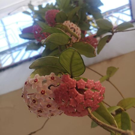 CelloleCasa Carmela公寓 外观 照片
